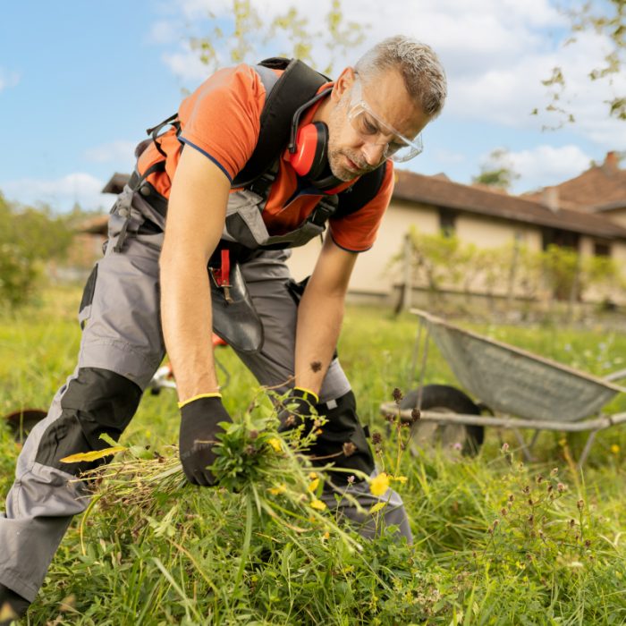 Man gardening, wearing headphones and orange vest, clearing weeds in sunny backyard.